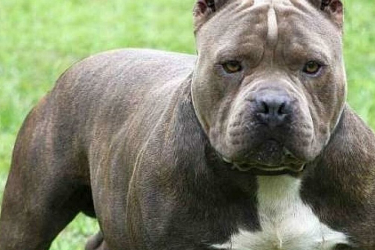 У Марганці оштрафували власників бійцівських собак