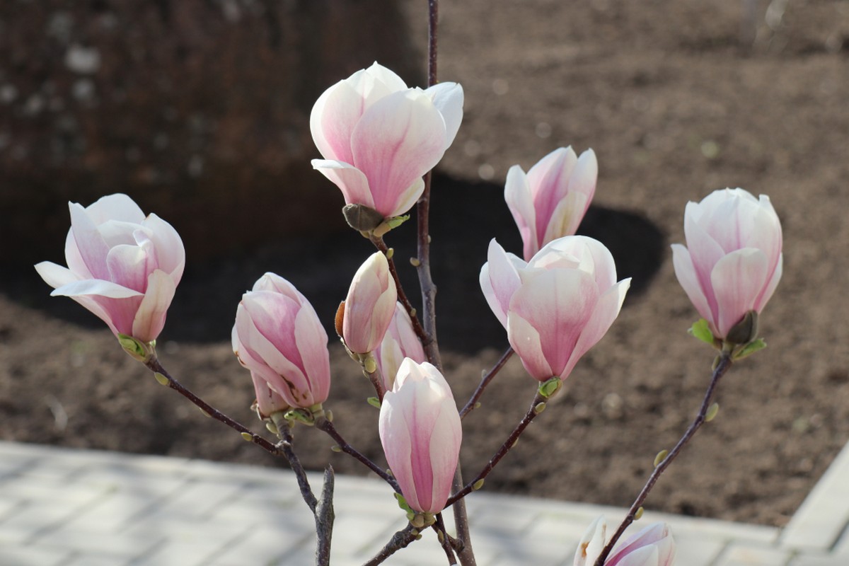 Весняна краса, що вселяє надію: у Покрові показали, як цвітуть магнолії