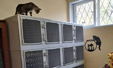 Нікопольський притулок для котів отримав карантинні бокси від БФ  UAnimals (фото)