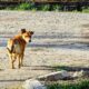 З 3 квітня у Марганецькій громаді почали стерилізувати собак