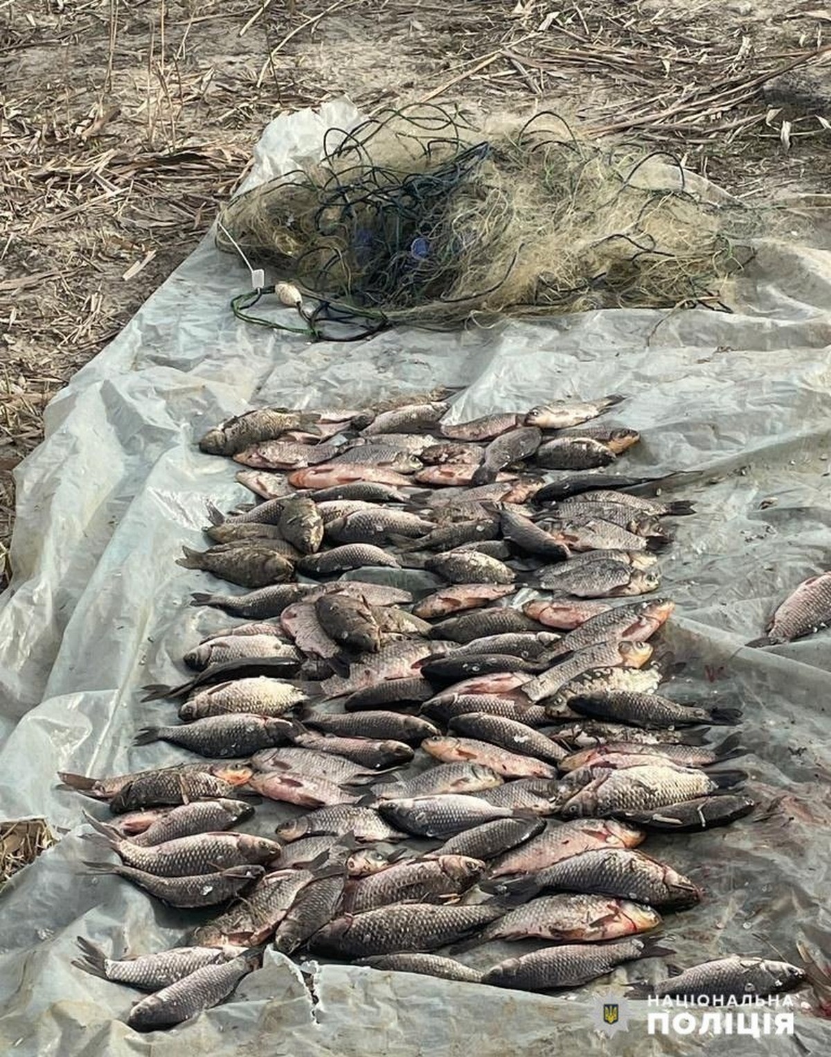 Наловили риби на понад 300 тисяч: у Нікополььскому районі викрили браконьєрів