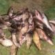 Наловили риби на понад 300 тисяч: у Нікопольському районі викрили браконьєрів