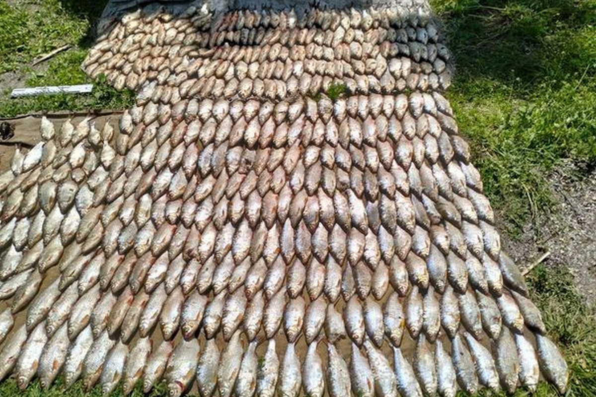 Спецоперація на Дніпропетровщині: виявили браконьєрів з 600 рибинами