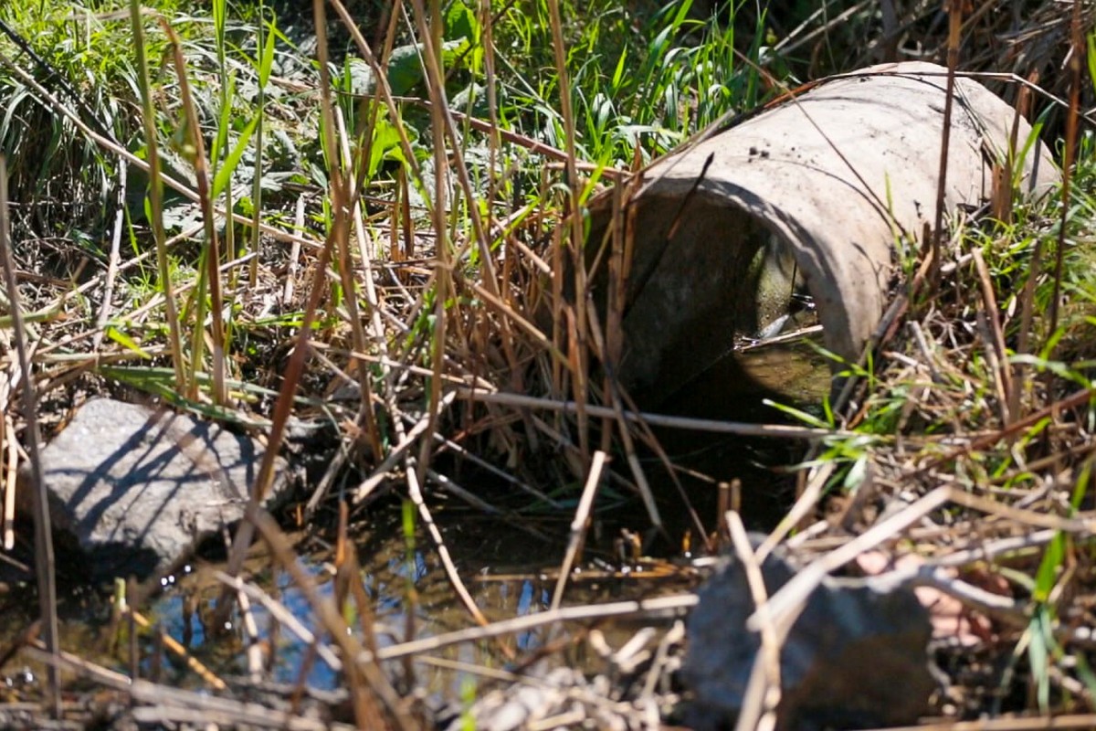 Фазани, лиси, черепахи: на Нікопольщині люди захаращують сміттям унікальну «Княжу балку»