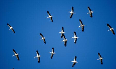 Зграї наполоханих птахів над Нікополем: еколог пояснив причину їх неспокою