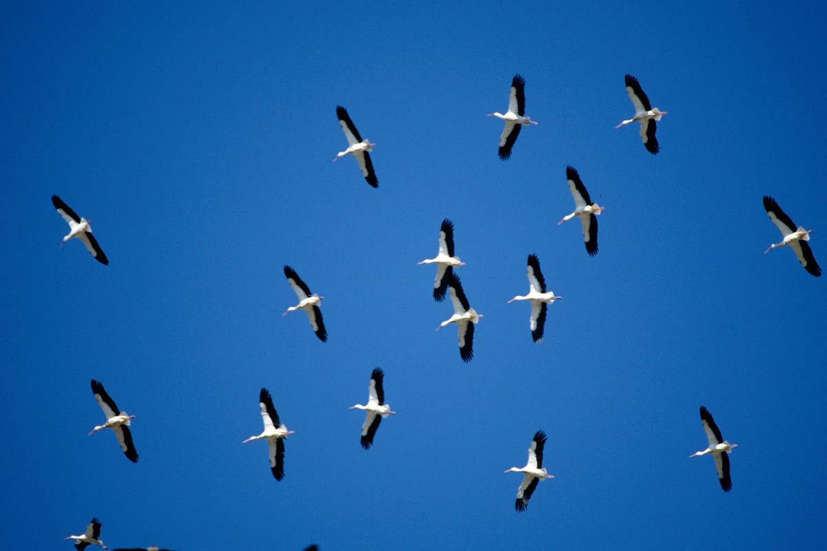 Зграї наполоханих птахів над Нікополем: еколог пояснив причину їх неспокою