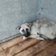 Оголошено терміновий збір: ще 10 собак з Нікополя можуть евакуювати до Польщі