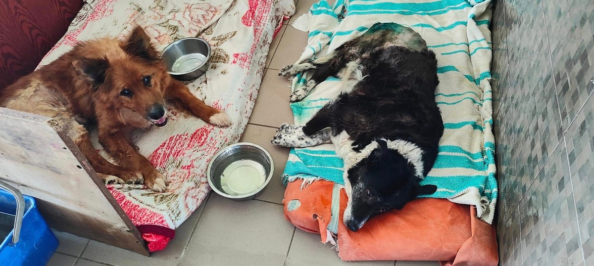 «Стареньким і хворим важко у спеку, але ми стараємось...» - волонтерка з Нікополя про будні притулку для собак
