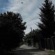 Мешканців Томаківської громади штрафуватимуть за недоглянуті дерева