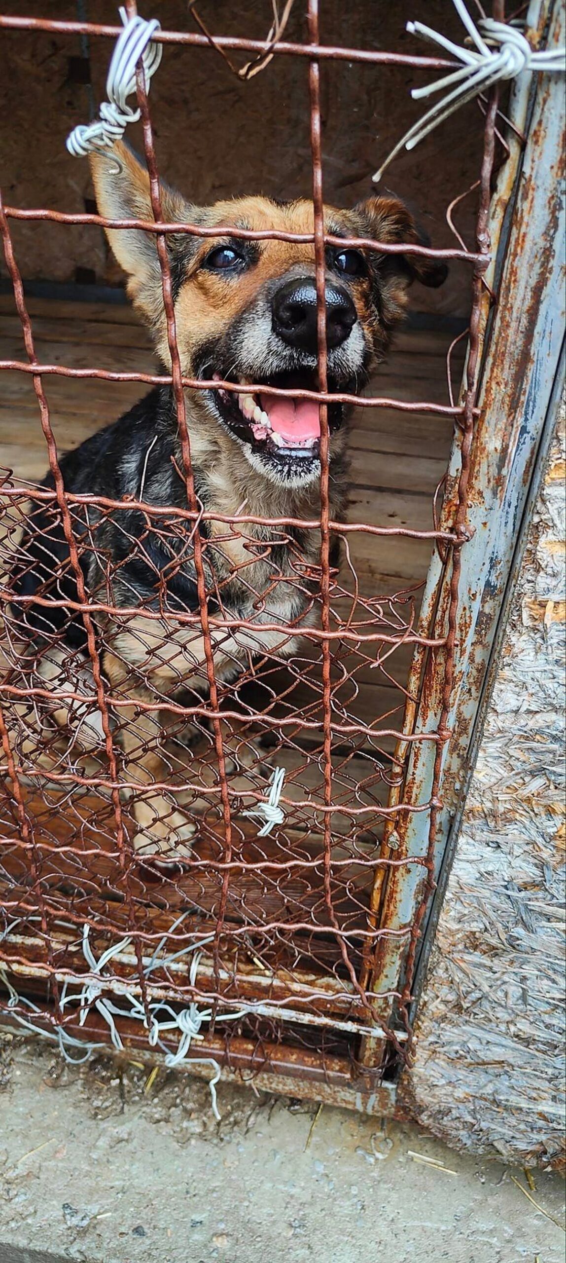 Приїхали скупитися, а заодно і викинути собаку: у Нікополі стареньку вівчарку залишили біля кафе (фото)