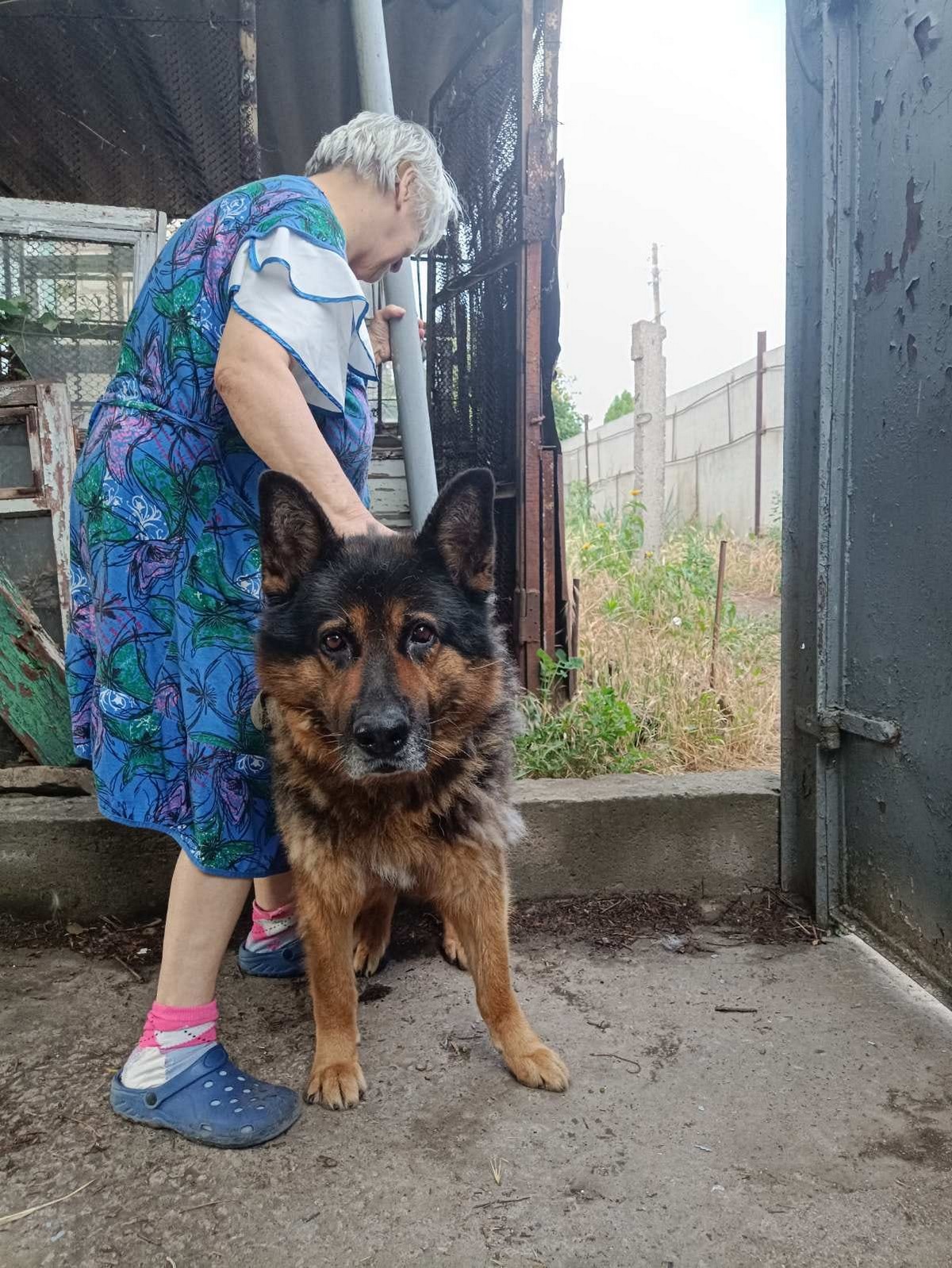 Після прильоту знищені хата і вольєр: у Нікополі шукають новий дім для вівчара