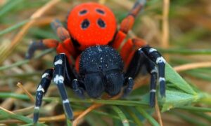 Увага! На Дніпропетровщині людей кусають отруйні павуки через потепління – як вони виглядають