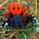 Увага! На Дніпропетровщині людей кусають отруйні павуки через потепління – як вони виглядають