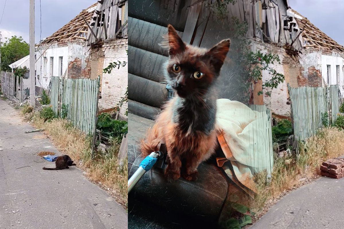 «З кожної руїни біжать щось попросити поїсти»: у Нікополі на обстріляному березі знайшли кішку Таксі – їй потрібен дім (відео)