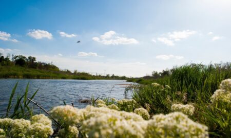 Небезпечно купатися в річці Томаківка і у водосховищі Марганця: у водоймах Дніпропетровщини бактерії