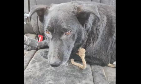 Волонтерка з Нікополя показала, як врятувала з під обстрілів покинутого власниками собаку