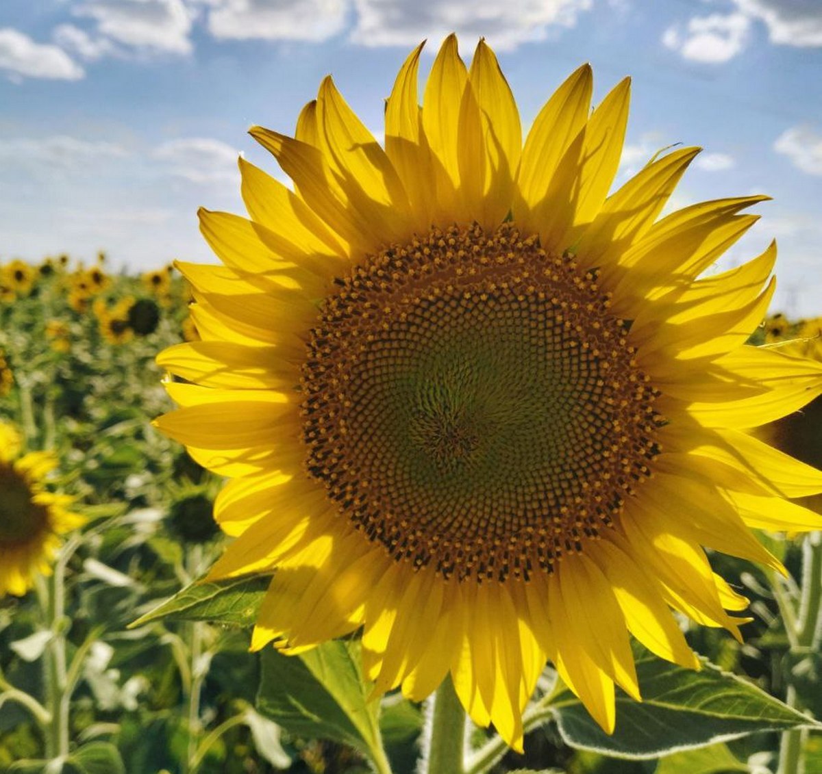 До 38 градусів тепла: погода у Нікополі 10 липня 1 погода у Нікополі 10 липня