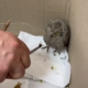 у Нікополі чоловік врятував сову (відео)