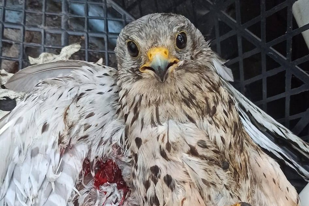 У Нікополі пташеня сокола залетіло у двигун автівки – його підібрала волонтерка (фото)