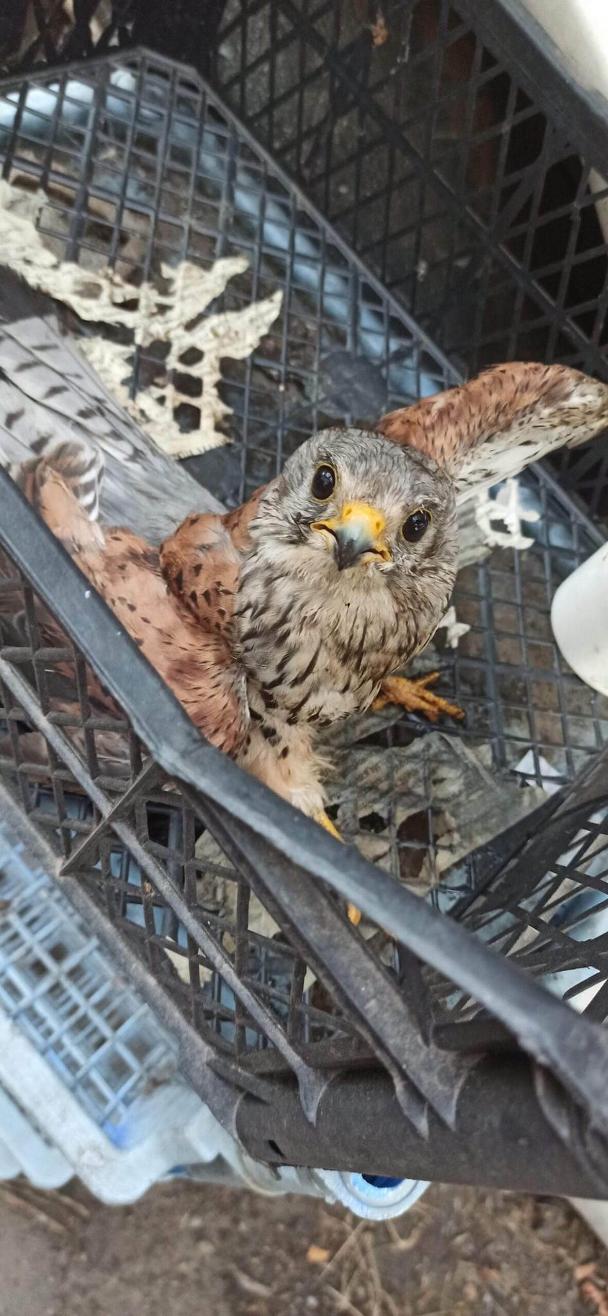 У Нікополі пташеня сокола залетіло у двигун автівки і травмувалося: фото