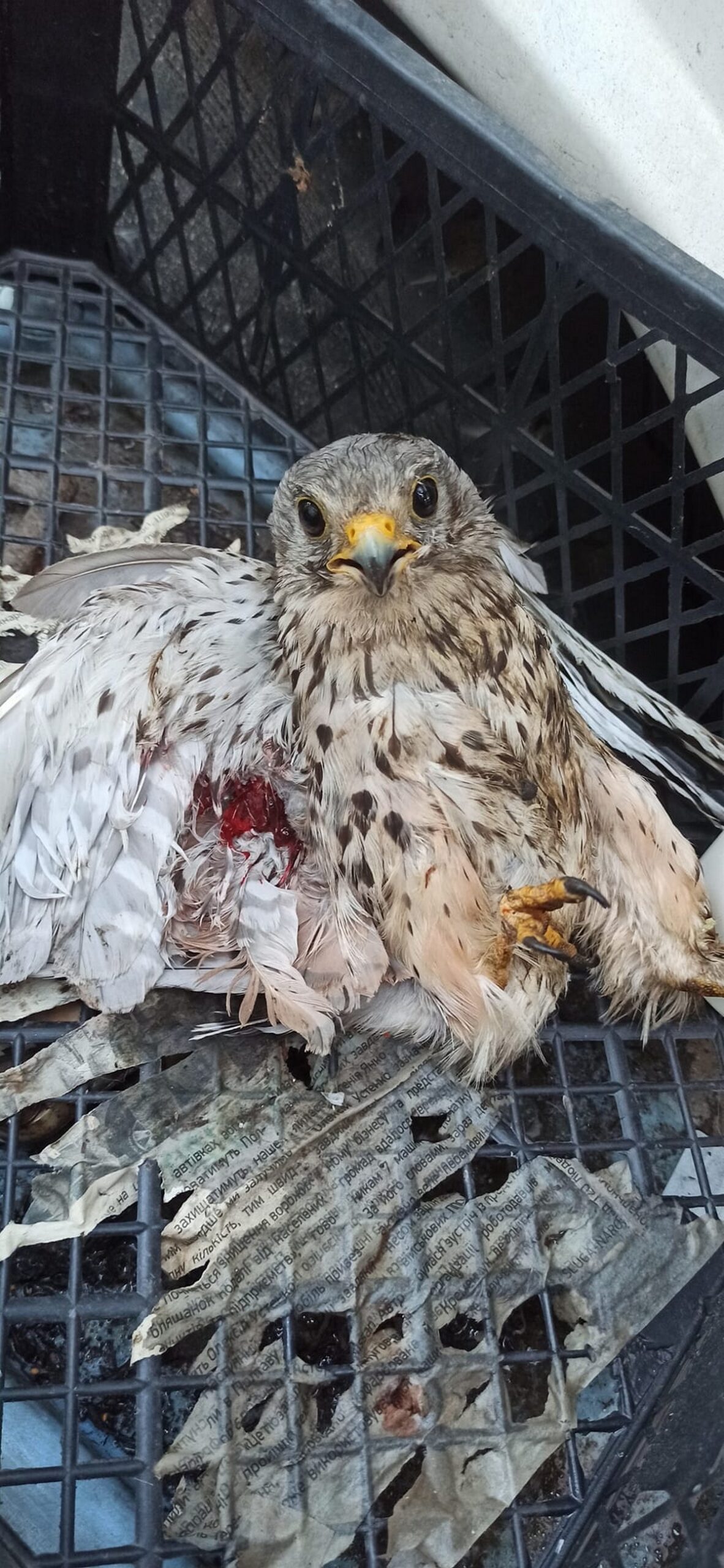 У Нікополі пташеня сокола залетіло у двигун автівки і травмувалося: фото