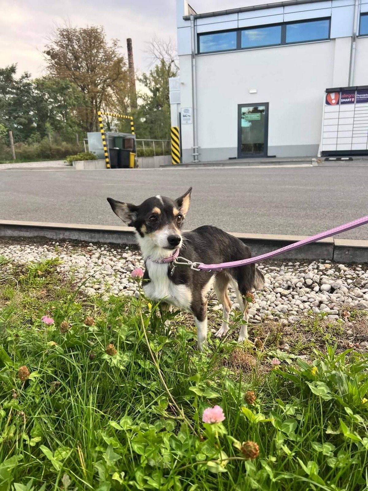 Перший день собачок з Нікополя у польських родинах: фото