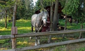 У Нікополі зібрали кошти на операцію для пораненого коня