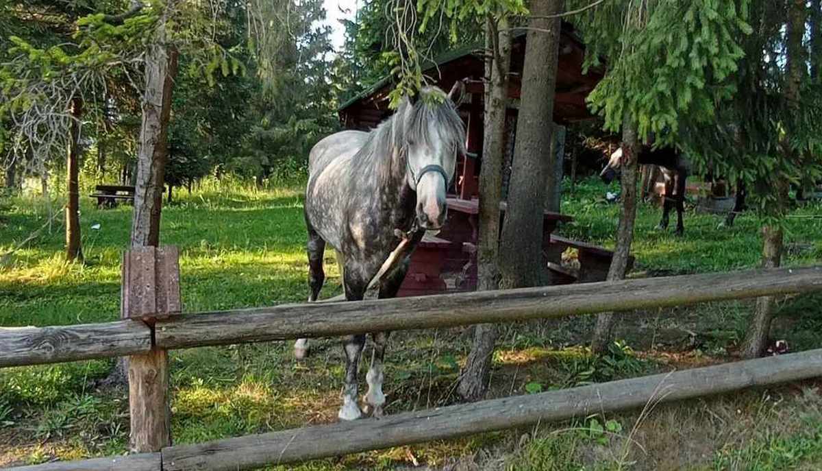 У Нікополі зібрали кошти на операцію для пораненого коня