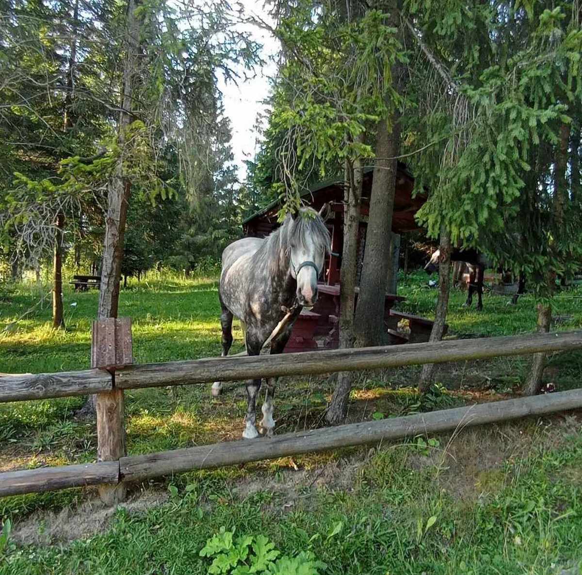 у Нікополі збирають кошти на лікування коня 4