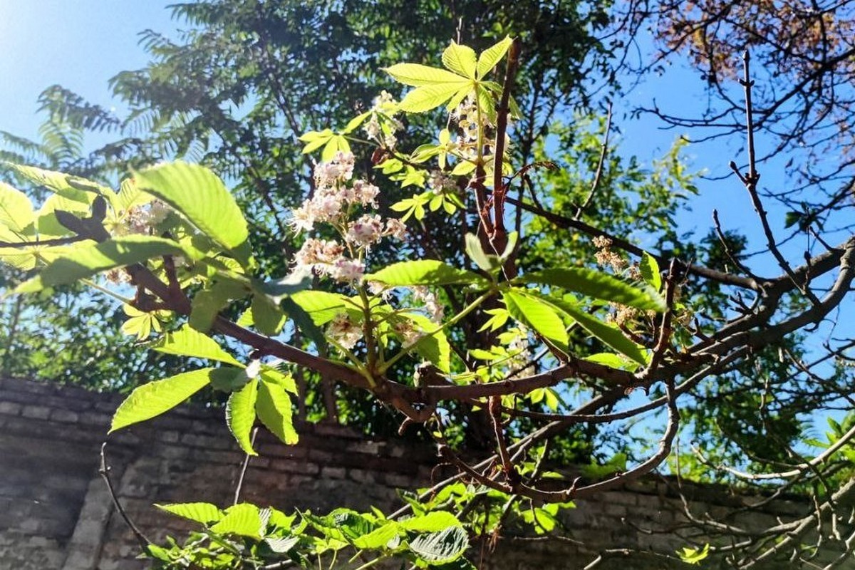 Сонячно і майже по-літньому тепло: погода у Нікополі 5 жовтня 1 Сонячно і майже по-літньому тепло: погода у Нікополі 5 жовтня