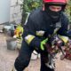 У Дніпрі з палаючого будинку врятували котика (фото)