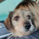 У Нікополі БФ «Шанс на життя» потрібна фінансова допомога на лікування тварин: реквізити 20 462122483 838694488464147 6827192115762960537 n