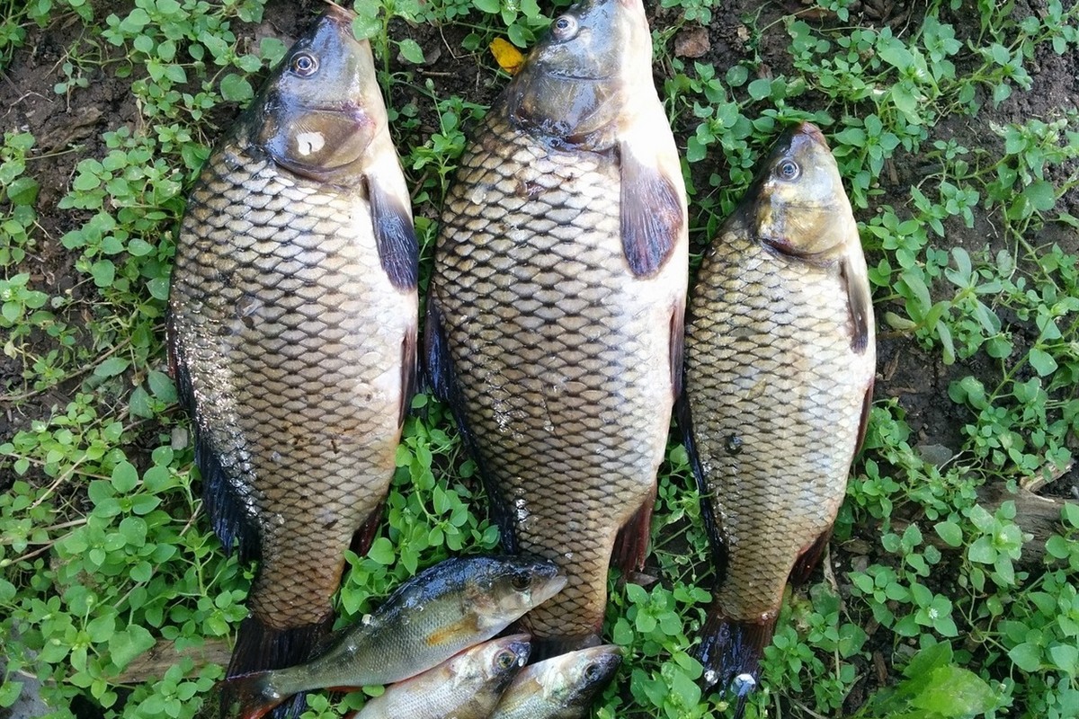 Чоловік незаконно виловив 12 рибин: як його покарав суд Нікополя 1 Чоловік незаконно виловив 12 рибин: як його покарав суд Нікополя