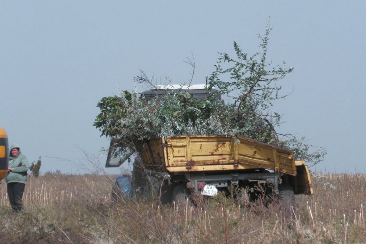 На Нікопольщині невідомі знищують дерева: фото