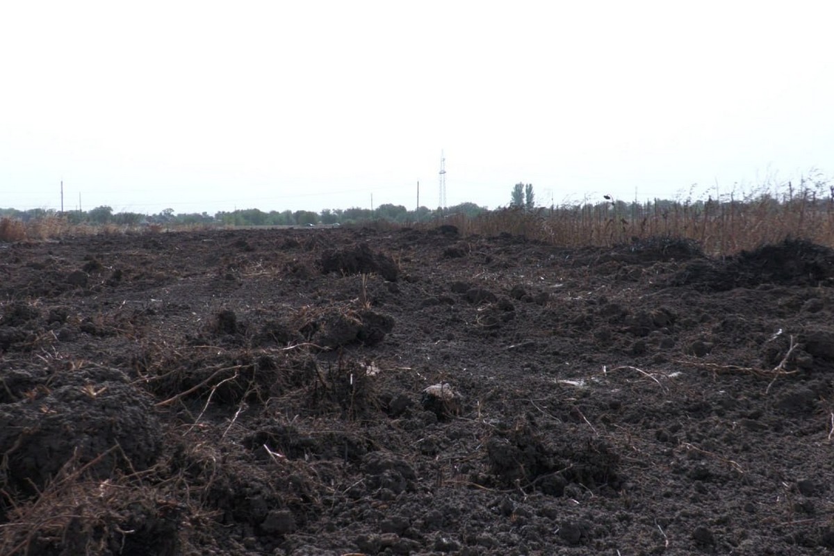 На Нікопольщині невідомі знищують дерева: фото