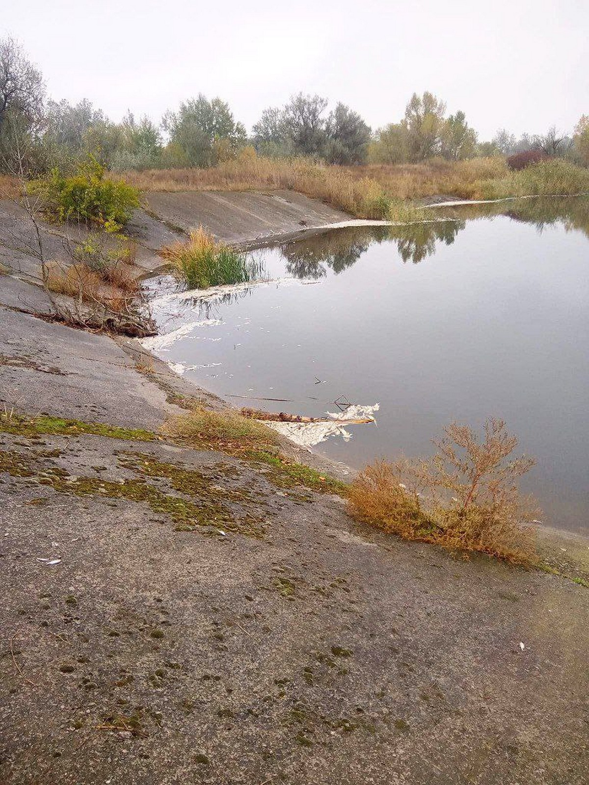 На Дніпропетровщині знову зафіксовано масовий мор риби (фото)