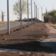 У Червоногригорівській громаді висадили дерева декоративної шовковиці (фото) 2 У Червоногригорівській громаді висадили дерева декоративної шовковиці (фото)