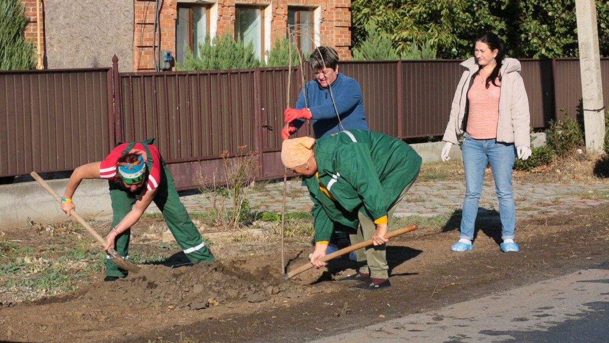 У Червоногригорівській громаді висадили дерева декоративної шовковиці