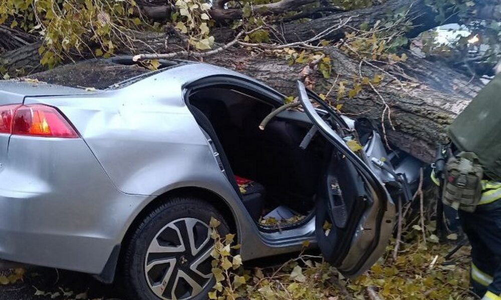 У Нікополі пориви вітру сягають 20 м/с: падають дерева – будьте обережні!