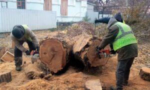 У Нікополі комунальники зносять аварійні дерева, згрібають опале листя, обрізають сухе гілля