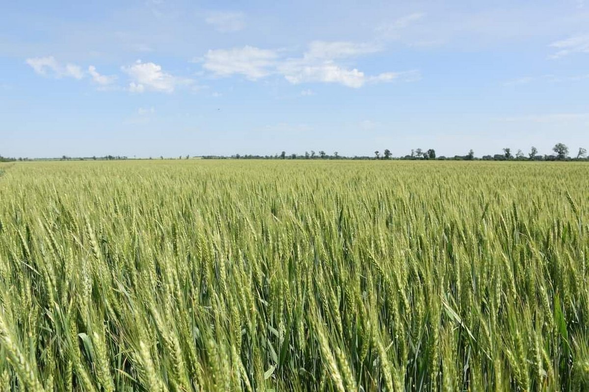 Аграріїв Нікопольщини привітав з професійним святом ексначальник РВА Євген Євтушенко (фото) 1 Аграріїв Нікопольщини привітав з професійним ексначальник РВА Євген Євтушенко