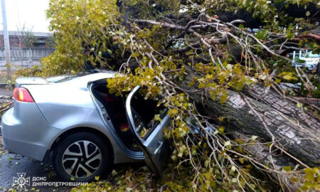  У Нікополі через падіння дерева на автомобіль загинув чоловік 4