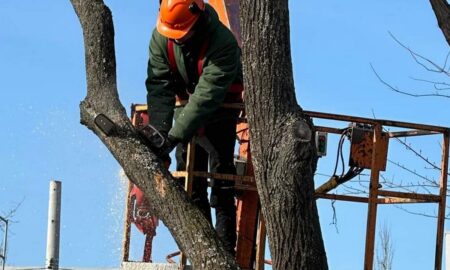 У Нікополі планують видалити 51 дерево: перелік адрес