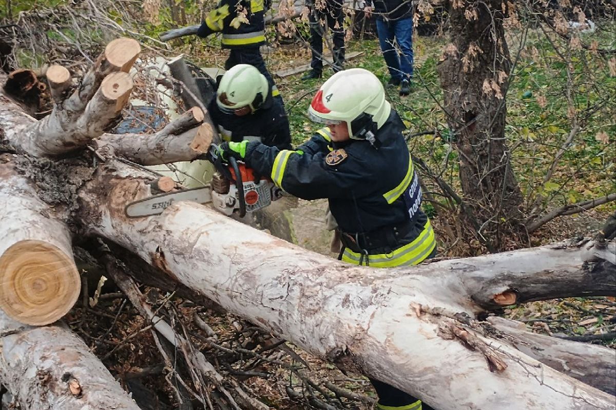 На Дніпропетровщині вітер валив дерева: фото