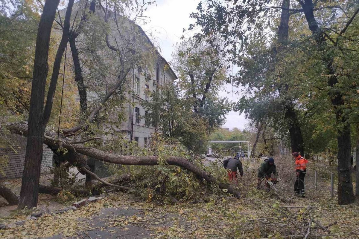 На Дніпропетровщині вітер валив дерева: фото