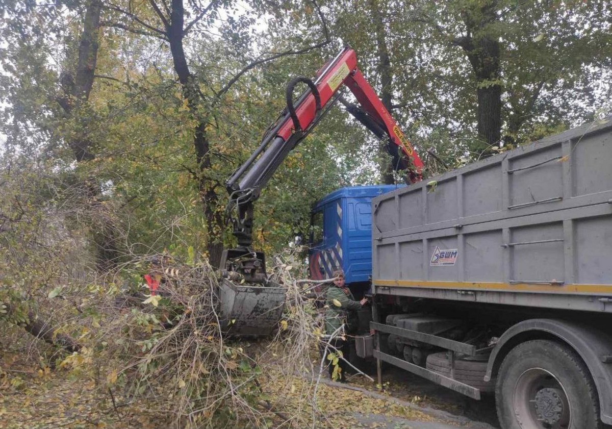 На Дніпропетровщині вітер валив дерева: фото