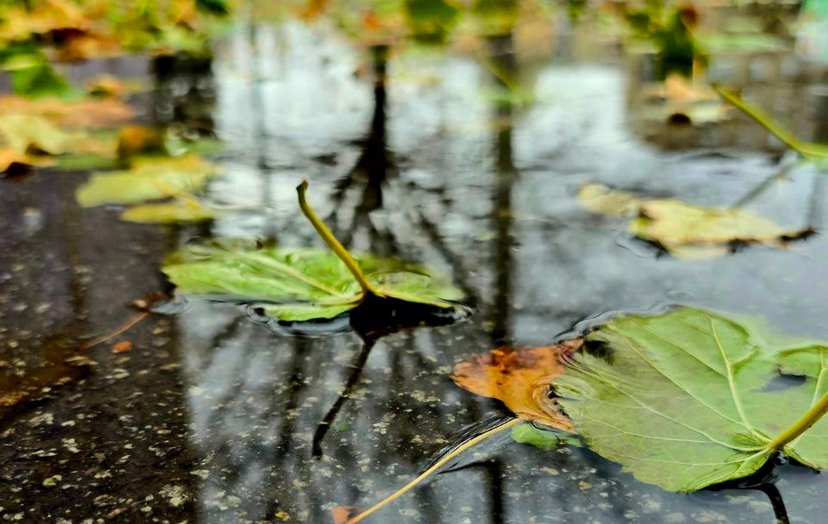Без опадів: погода у Нікополі 25 листопада 1 погода у Нікополі 25 листопада