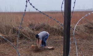 На березі колишнього водосховища у Нікополі дві собаки заплуталися у дроті: під прицілом ворога їх рятували волонтери