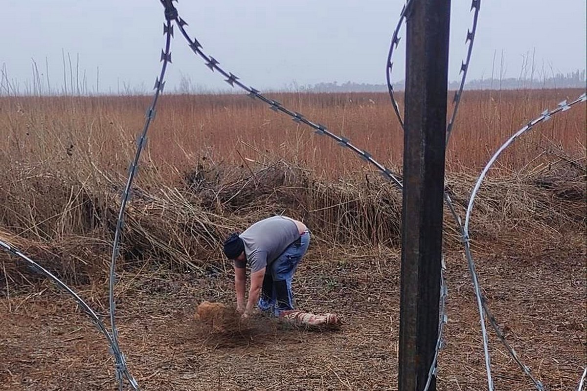 На березі колишнього водосховища у Нікополі дві собаки заплуталися у дроті: під прицілом ворога їх рятували волонтери