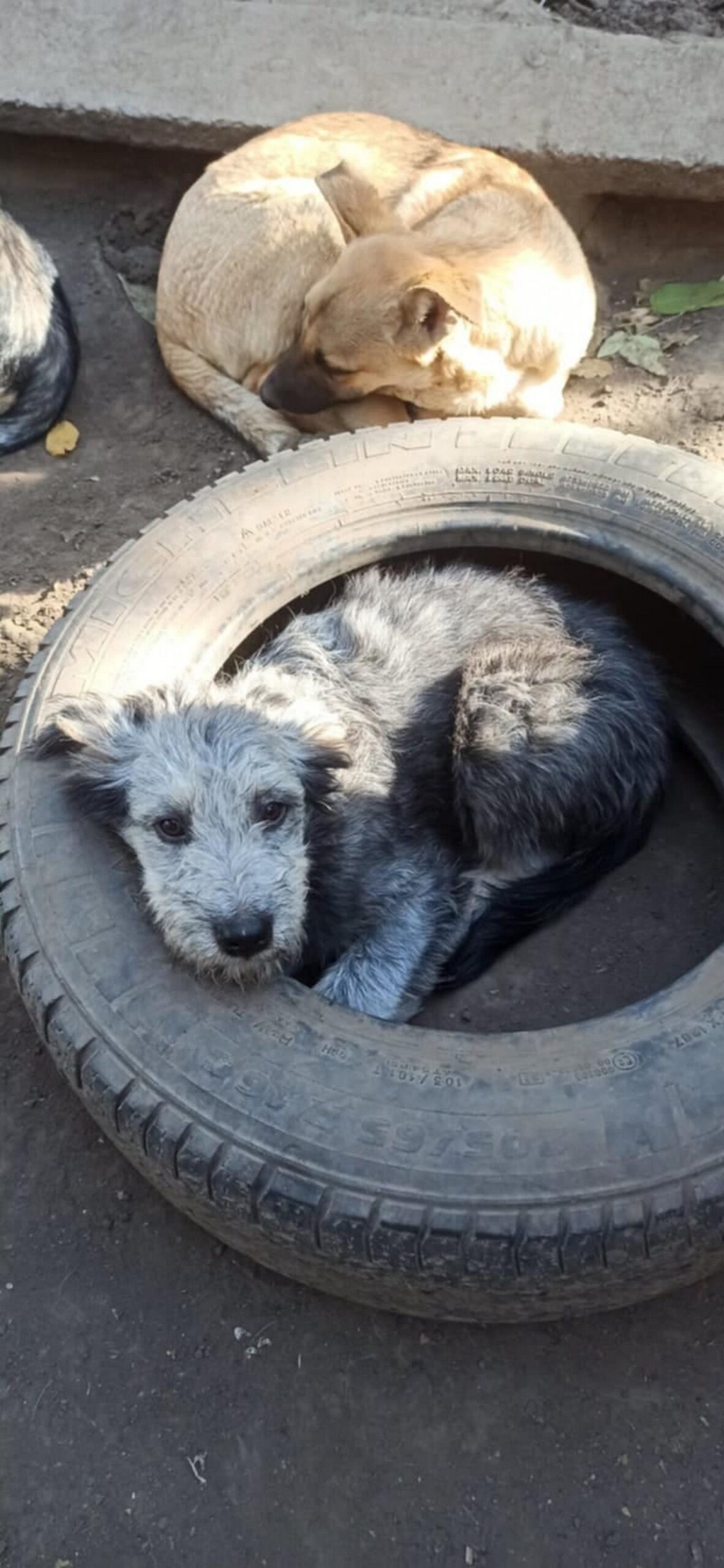 Волонтерка з Нікополя показала фото собачат